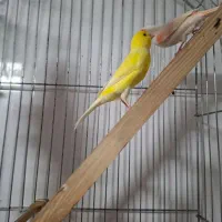 یک جفت قناری نر و ماده جوان  با تضمین سلامت|پرنده|بجنورد, |دیوار