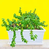 ۱ عدد گل طبیعی کراسولا هلندی گلدان آپارتمانی بزرگ