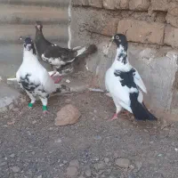 کفتر ابلغ ویهودی