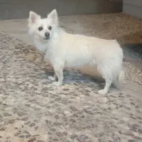 واگذاری سگ با تمام جهیزیه