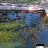 ماهی شب عید|ماهی|مشگین شهر, |دیوار