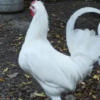 نیمچه خروس گلین