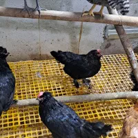 فروش 3مرغ کاکلی پاپر ریشو 6 ماهه|حیوانات مزرعه|آمل, |دیوار