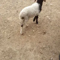 سلام دو عدد بره