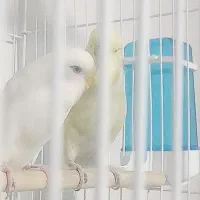 مرغ عشق انگلیسی|پرنده|پاکدشت, پاکدشت (مامازند)|دیوار