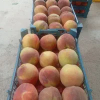 فروش انواع نهال