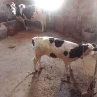 گاوگوساله|حیوانات مزرعه|کرمانشاه, |دیوار