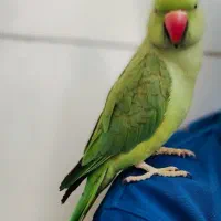 گمشده|حیوانات|اهواز, زیتون کارگری|دیوار