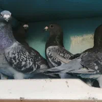 مسافتی|پرنده|مشگین شهر, |دیوار