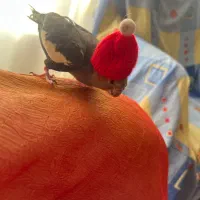 یک عدد عروس هلندی گم شده