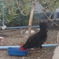 فروش مرغ و خروس