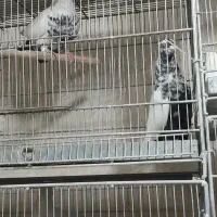 کفتر سینه ای گرنچیک قناری