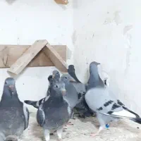 جوجه پلاکی