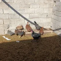 جوجه زینتی|حیوانات مزرعه|فامنین, |دیوار