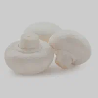 پرورش قارچ