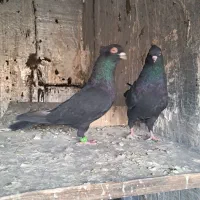 کفتر معاوضه