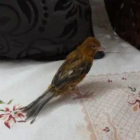 قناری ماده سرخ آماده مرغ عشق فنچ نرگسی بالغ