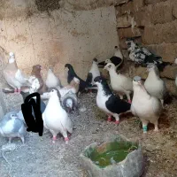کبوتر رنگی|پرنده|خرمدشت, |دیوار