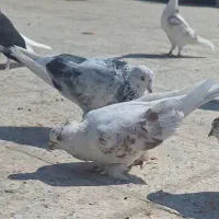 کبوتر گمشده((مژدگانی میدم به یابنده))|حیوانات|تهران, باغ خزانه|دیوار