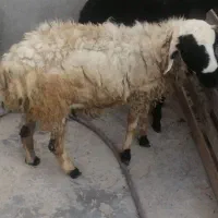 دوتا غوچ دارم ونری شهری