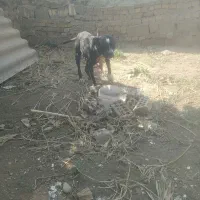 سگ پیتبول