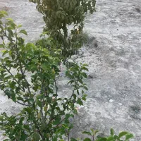 باغ-و-باغچه-نقلی250متری