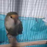 طوطی برزیلی دستی|پرنده|رباط‌کریم, شترخوار|دیوار