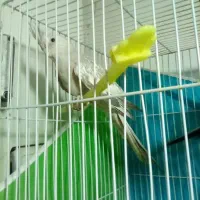 عروس هلندی وایت فیس و مرواریدی