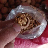 گردوی ایرانی اصیل پر چرب مقوی|خوردنی و آشامیدنی|فاروج, |دیوار