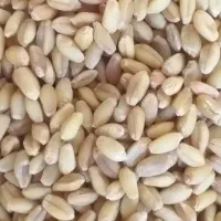 گندم کوهدشت بوجاری شده