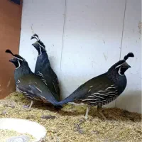 بلدرچین کالیفرنیا مولد کهنه تخم گذار گرید A