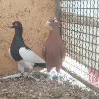 پلنگ ویهودی