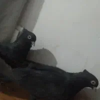 زاغ ابادانی