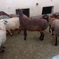 خرید و فروش انواع گوسفند