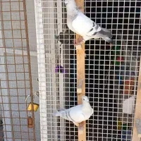 کبوتر کفتر جفتگاه رنگی