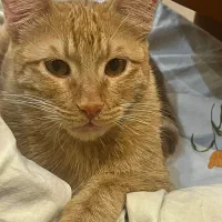 میلو گربه نارنجی خانگی عقیم‌شده و دارای شناسنامه