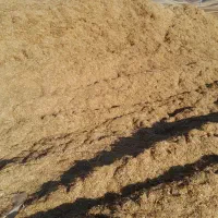 کاه باران زده