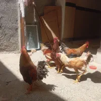 خروس