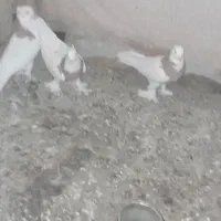 کبوتر طوقی معاوضه با پلاکی