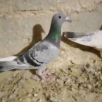 پنچ عدد کفتر