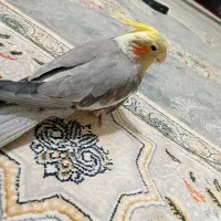 عروس هلندی