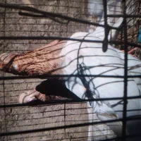 کبوتر جوجه بوم|پرنده|شیروان (خراسان), |دیوار