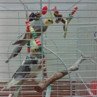 عروس هلندی جفت|پرنده|هشتگرد, فاز ۱ مهستان|دیوار