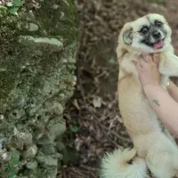 سگی باهوش و مهربون|سگ|صباشهر, |دیوار