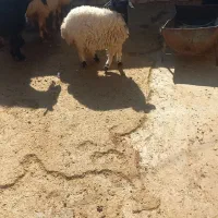 ۱۲۳|حیوانات مزرعه|پلدختر, |دیوار