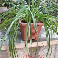 کادوی روز مادر|گل و گیاه طبیعی|شاهینشهر, شهرک ردانی پور|دیوار