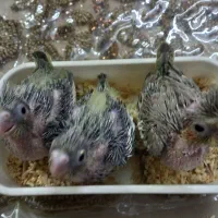 جوجه عروس هلندی