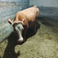 فروش گاو تازه زایده با گوساله نر