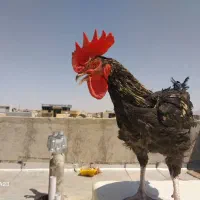 فروش یک عدد خروس مشکی جوان