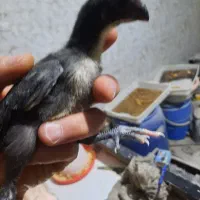 جوجه لاری هندی نوک طوطی دم طاووسی